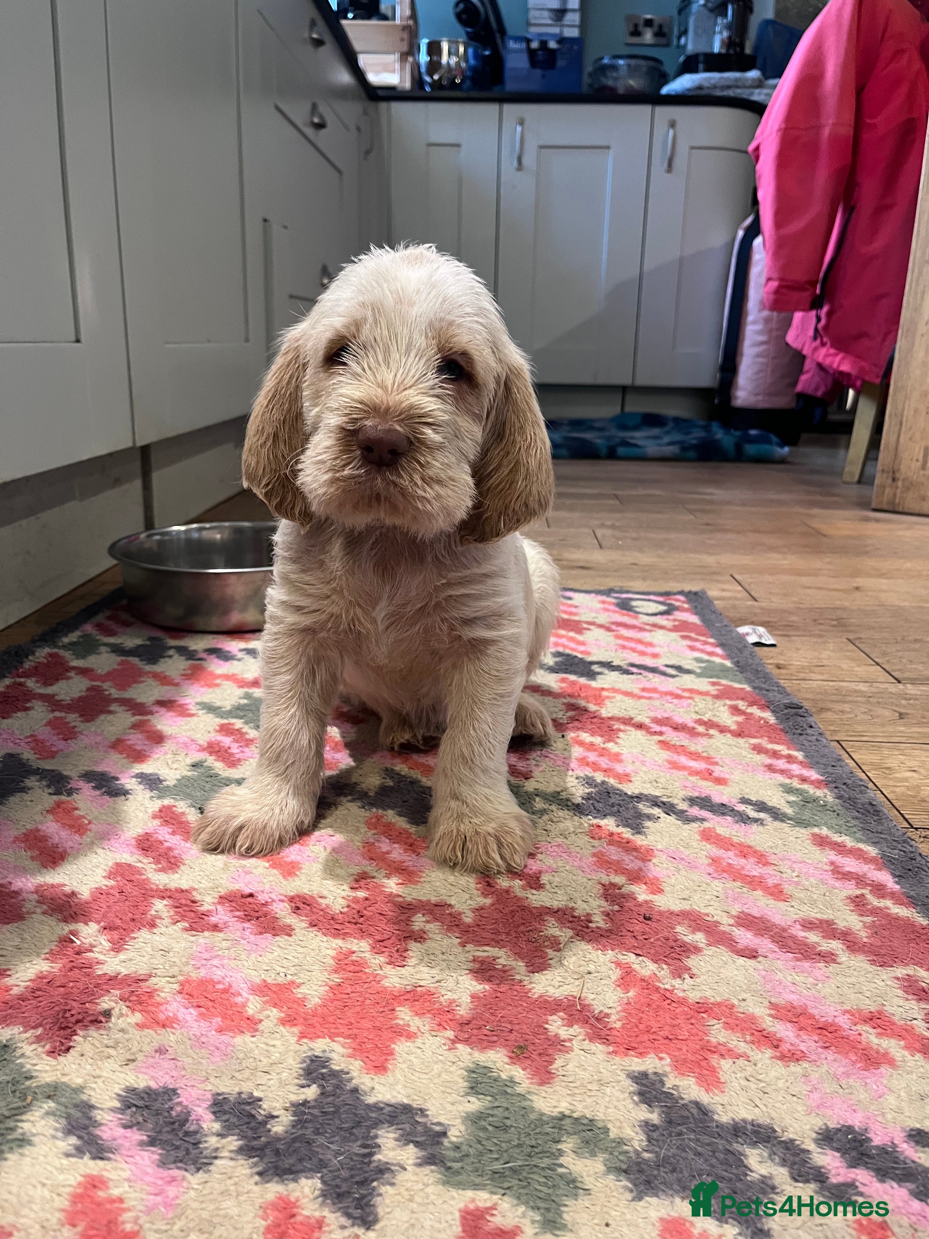 Italian Spinone dogs Beautiful Italian Spinone Puppies - Advert 2