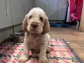 Italian Spinone dogs Beautiful Italian Spinone Puppies - Advert 2