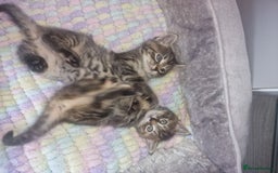 Bengal cats for sale: Stunning bengal X kittens - Image 10