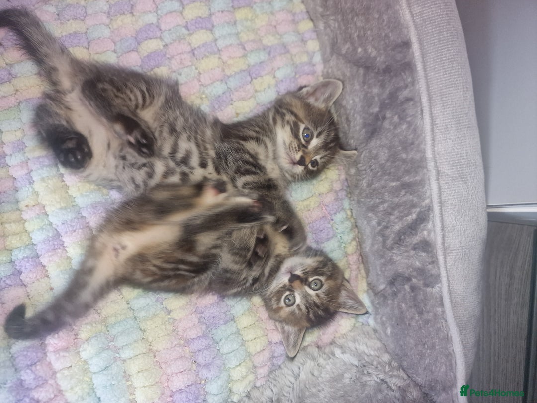 Bengal cats for sale: Stunning bengal X kittens - Image 10
