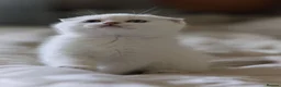 Scottish Fold cats for sale: Scottish fold - Advert 18
