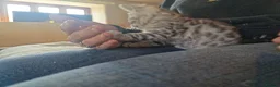 Bengal cats for sale: Tempest Bengal TICA registered kittens  - Advert 10