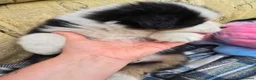 Australian Shepherd dogs for sale: Australian Shepherd  - Advert 16
