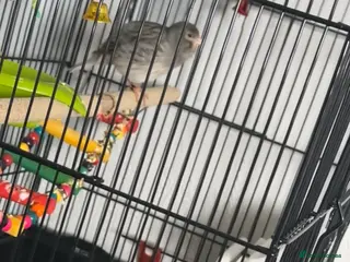 Canaries birds Male canary - Advert 4