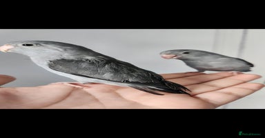 Budgerigars birds - Advert 14