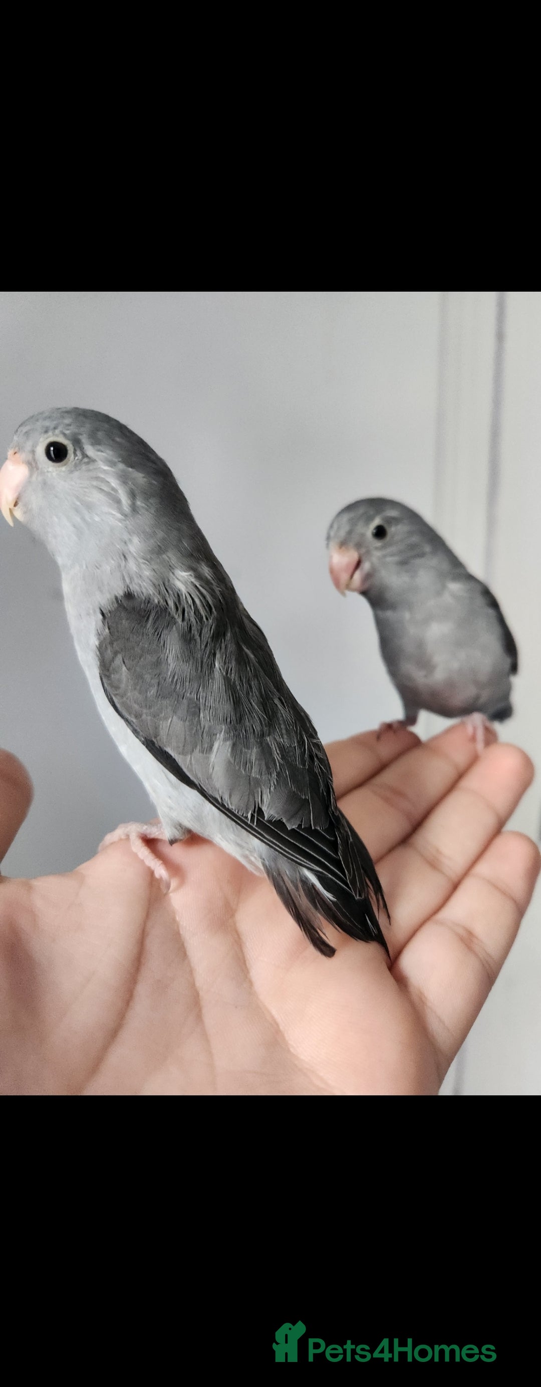 Budgerigars birds for sale: Handreared super tame baby parrotlets - Image 3