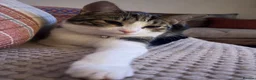 Mixed Breed cats for sale: Beany 1 Year old  - Advert 7