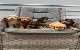 Cockapoo dogs for sale: F1 Cockapoos puppies (council licensed breeder) - Image 3