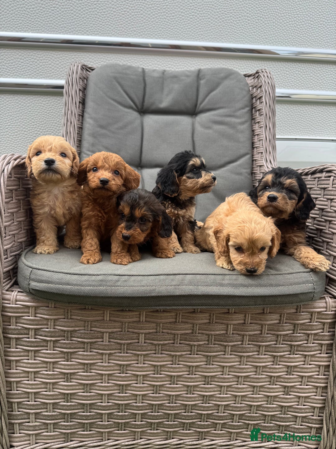 Cockapoo dogs for sale: F1 Cockapoos puppies (council licensed breeder) - Image 3