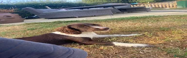 English Springer Spaniel 2