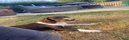English Springer Spaniel dogs for sale: Stunning working springers  in Solihull - Advert 11