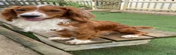 Cocker Spaniel dogs for sale: Working cocker spaniel puppies  in Edenbridge - Advert 1