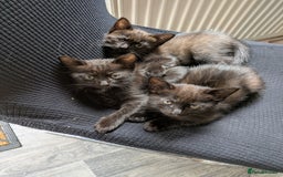 Ragdoll cats for sale: Cross breed ragdoll kittens  - Image 19
