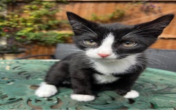 Turkish Angora cats for sale: ⭐️ Beautiful Turkish Angora X Bengal kittens ⭐️ - Image 17