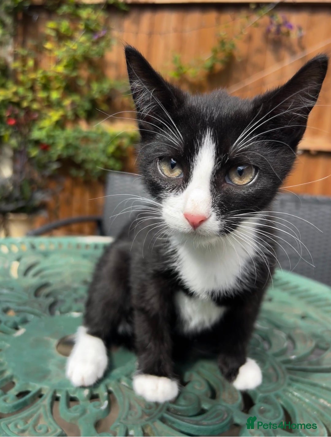 Turkish Angora cats for sale: ⭐️ Beautiful Turkish Angora X Bengal kittens ⭐️ - Image 17