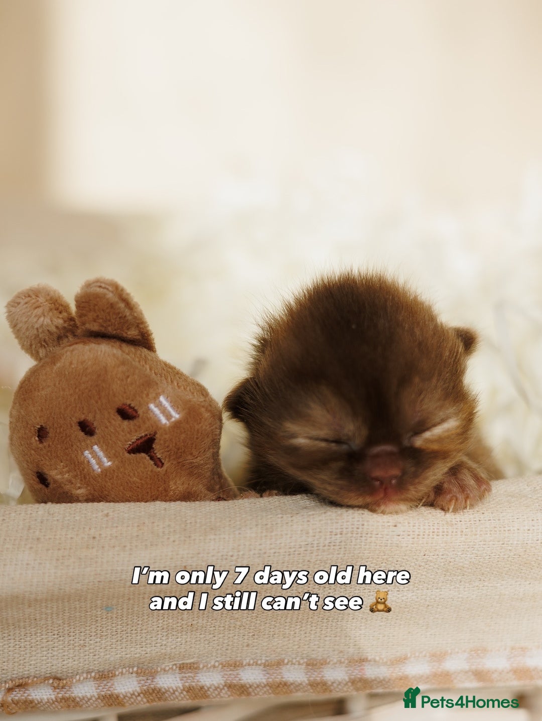 British Shorthair cats for sale: Chocolate brown cinnamon tortie British Kittens - Advert 36