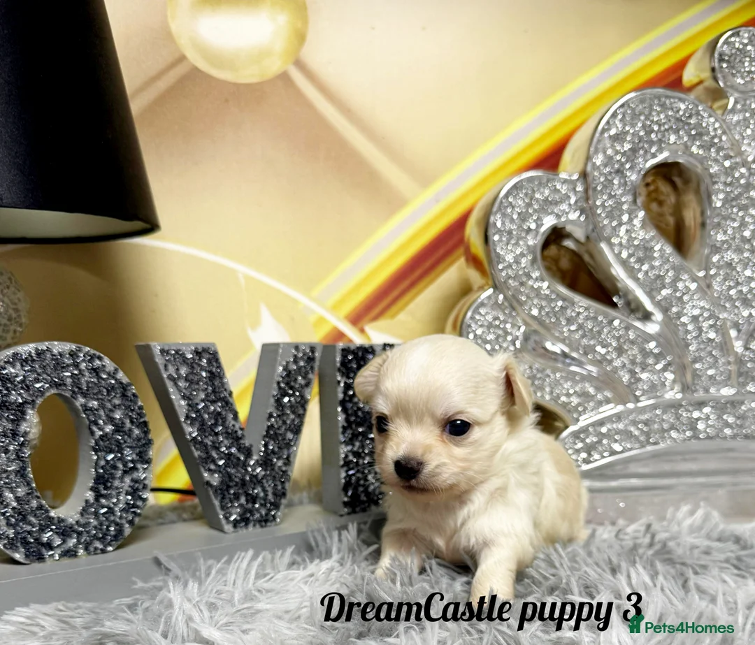 Chihuahua dogs for sale: KC reg Long coat boys available  - Advert 26