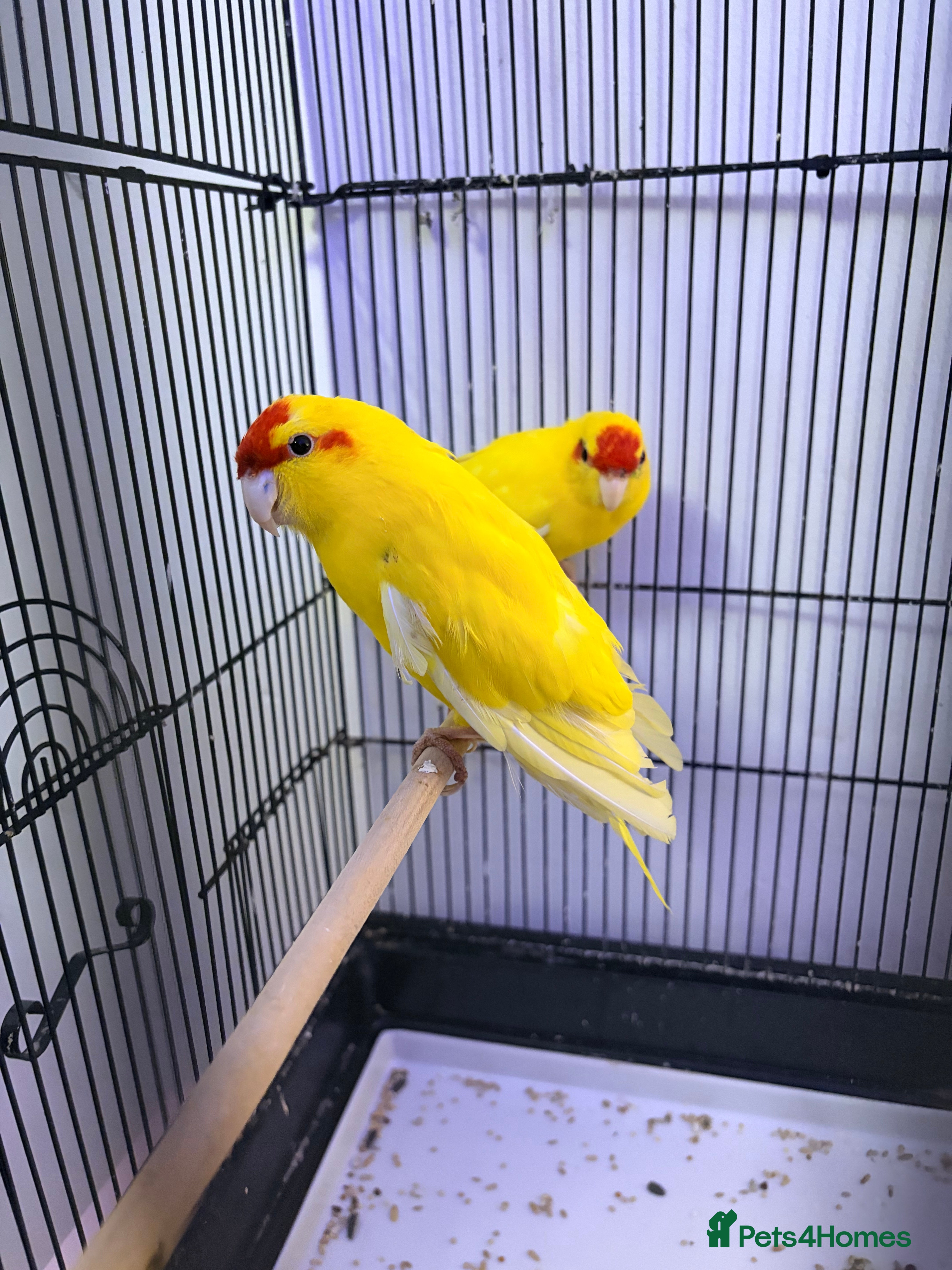 Parakeets birds 2 hand tamed kakarikis  in Bury - Advert 4