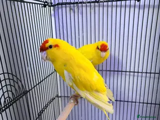 Parakeets birds 2 hand tamed kakarikis in Bury - Advert 4