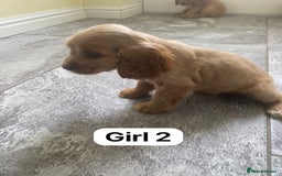 Cocker Spaniel dogs for sale: OUT STANDING GOLDEN SHOW TYPE COCKER SPANIEL  - Image 13