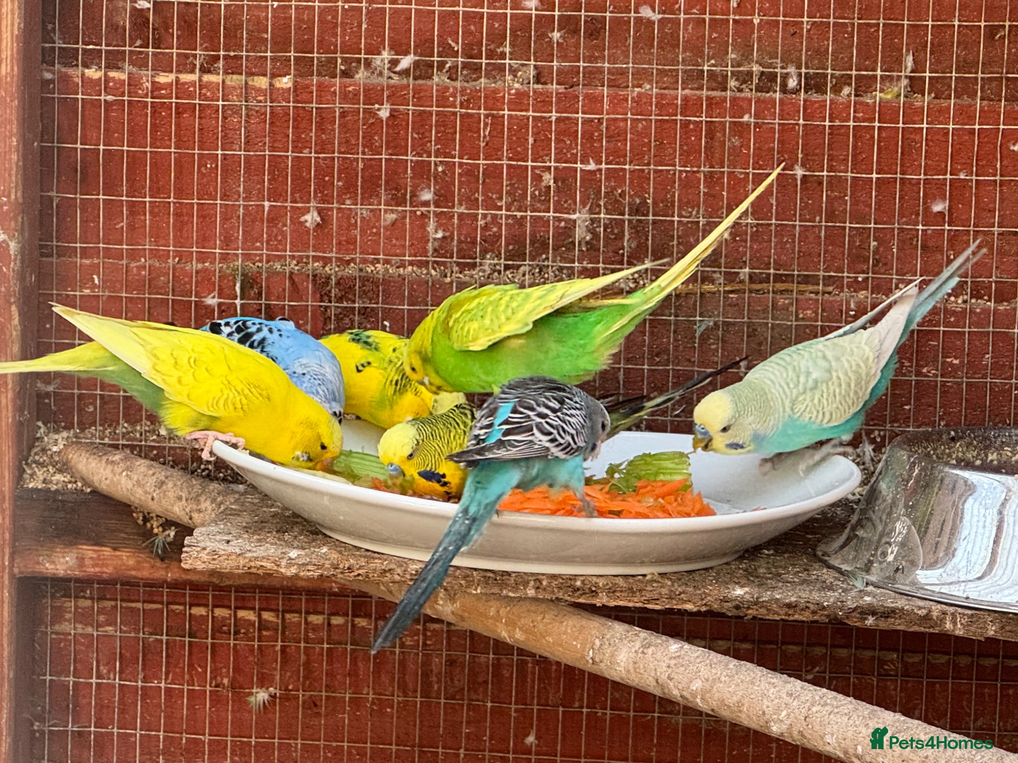 Budgerigars birds Adult budgies for sale , ready now  - Advert 1