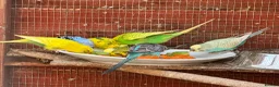 Budgerigars birds for sale: Adult budgies for sale , ready now  - Advert 1