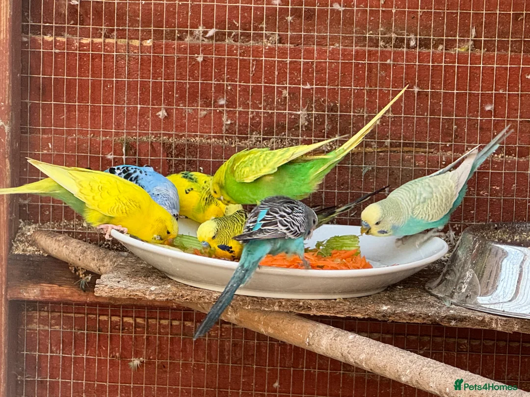 Budgerigars birds for sale: Adult budgies for sale , ready now  - Advert 1