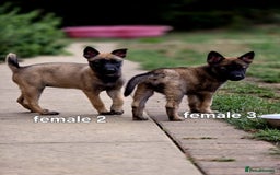 Mixed Breed dogs for sale: Stunning Shepsky Pups! - Image 14