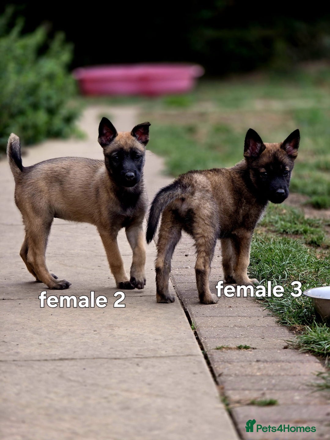 Mixed Breed dogs for sale: Stunning Shepsky Pups! - Image 14
