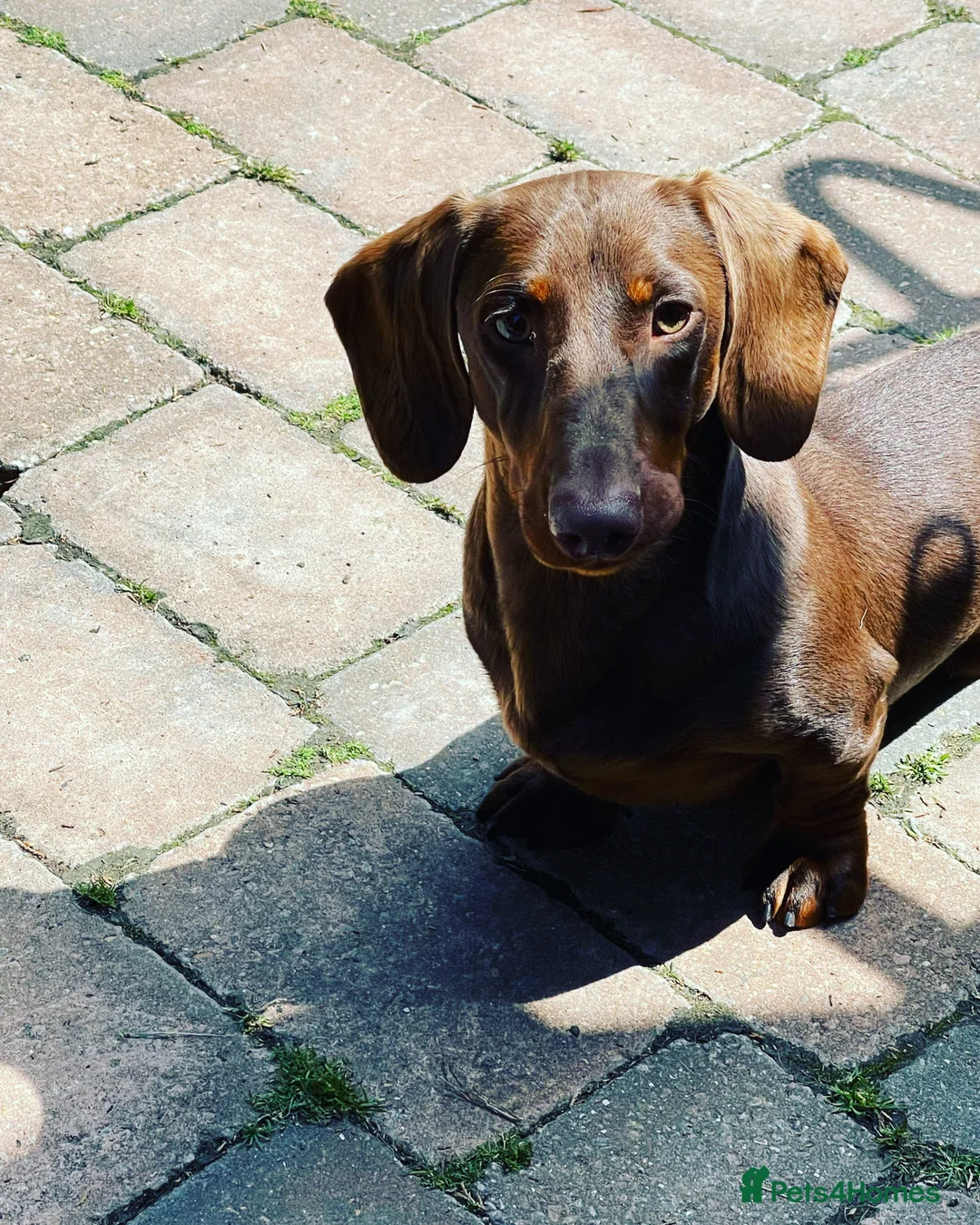 Miniature Dachshund dogs for stud: STUNNING MINIATURE DACHSHUND AVAILABLE AT STUD in Grays - Advert 12
