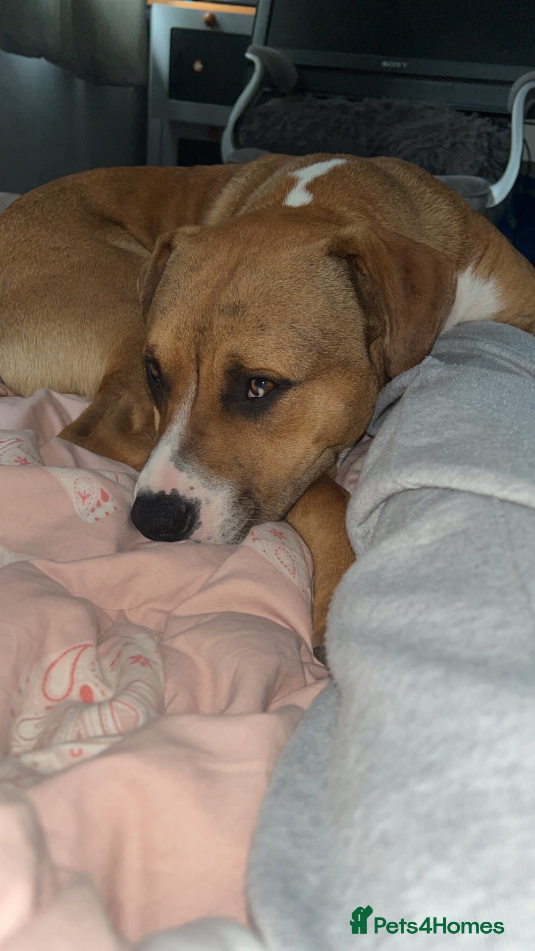 Mixed Breed dogs for sale: Two male  - Image 5