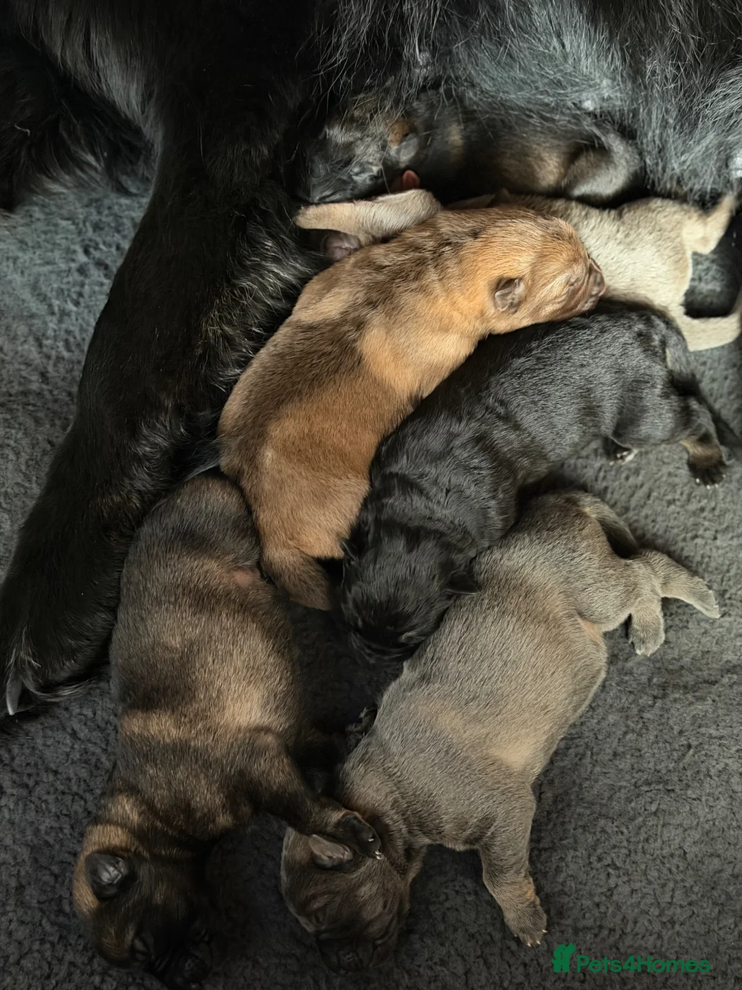 German Shepherd dogs for sale: German shepherd pups x8 for sale  in Hinckley - Advert 2