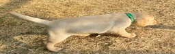 Labrador Retriever dogs for sale: Lovely Creamy Yellow Girl - Advert 3
