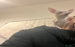 Chihuahua dogs for sale: Ain’t Nothin’ But a Pup Thang” – Meet Snoop in Hove - Image 2