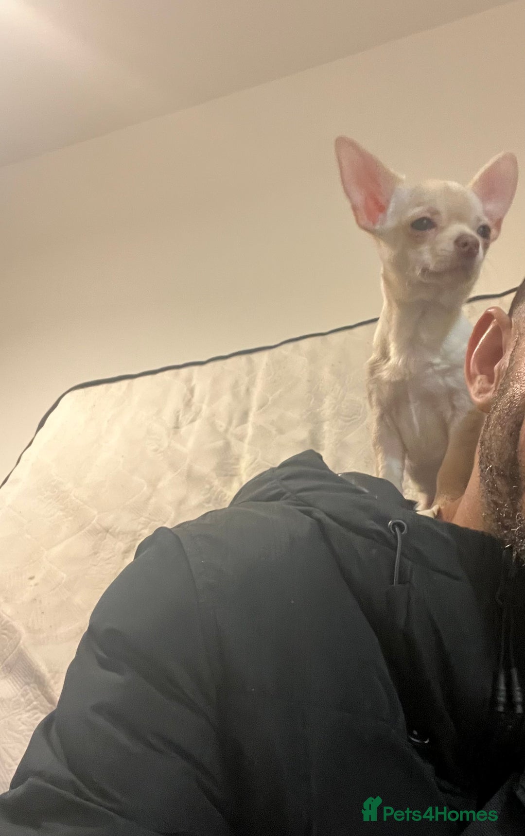 Chihuahua dogs for sale: Ain’t Nothin’ But a Pup Thang” – Meet Snoop in Hove - Image 2