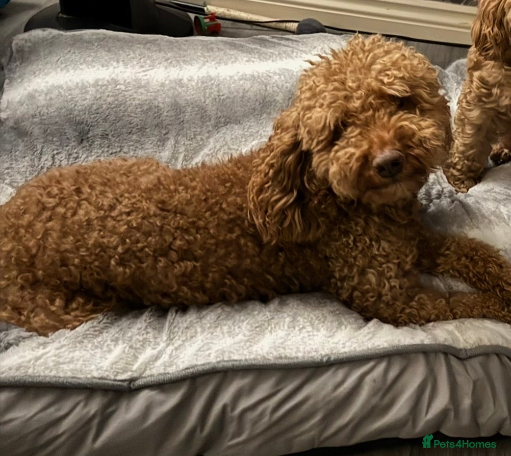 Cockapoo dogs for stud: 🐾 Proven Deep Red F1b Cockapoo Stud Available 🐾 - Advert 5