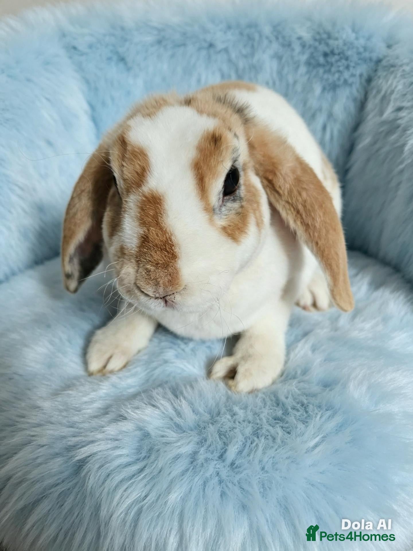 Mini Lop rabbits Mini plush lop - Advert 1