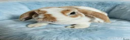 Mini Lop rabbits for sale: Mini plush lop - Advert 1