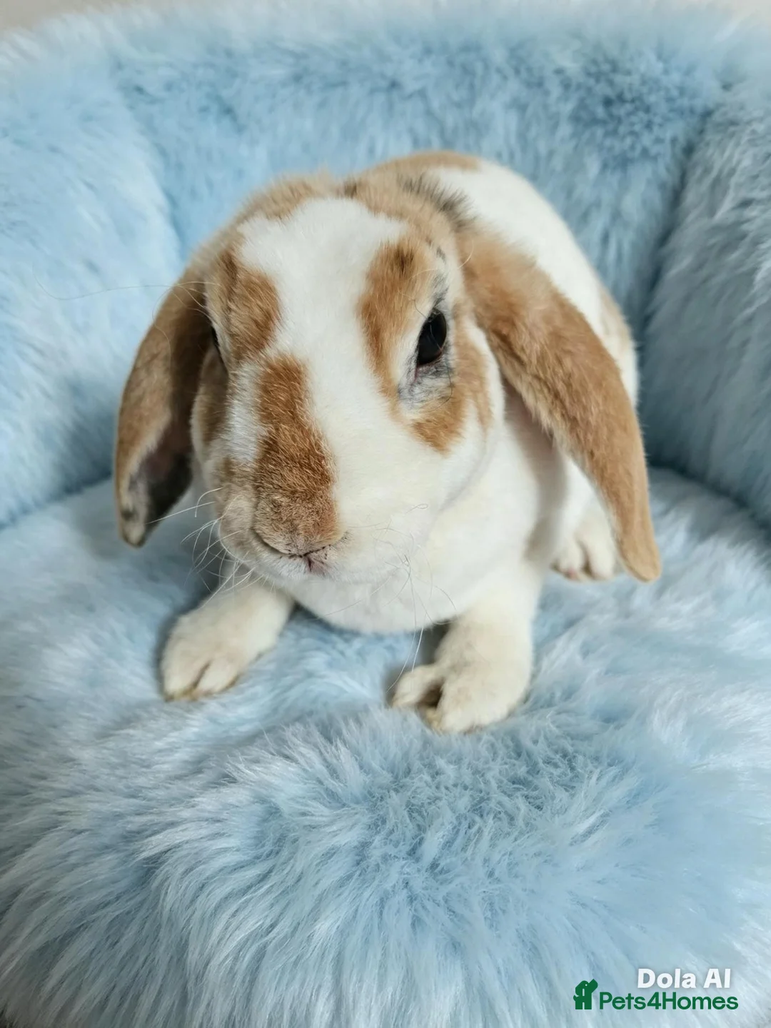 Mini Lop rabbits for sale: Mini plush lop - Advert 1