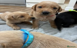 Labrador Retriever dogs for sale: 8 Labrador pups last black female available  - Image 9