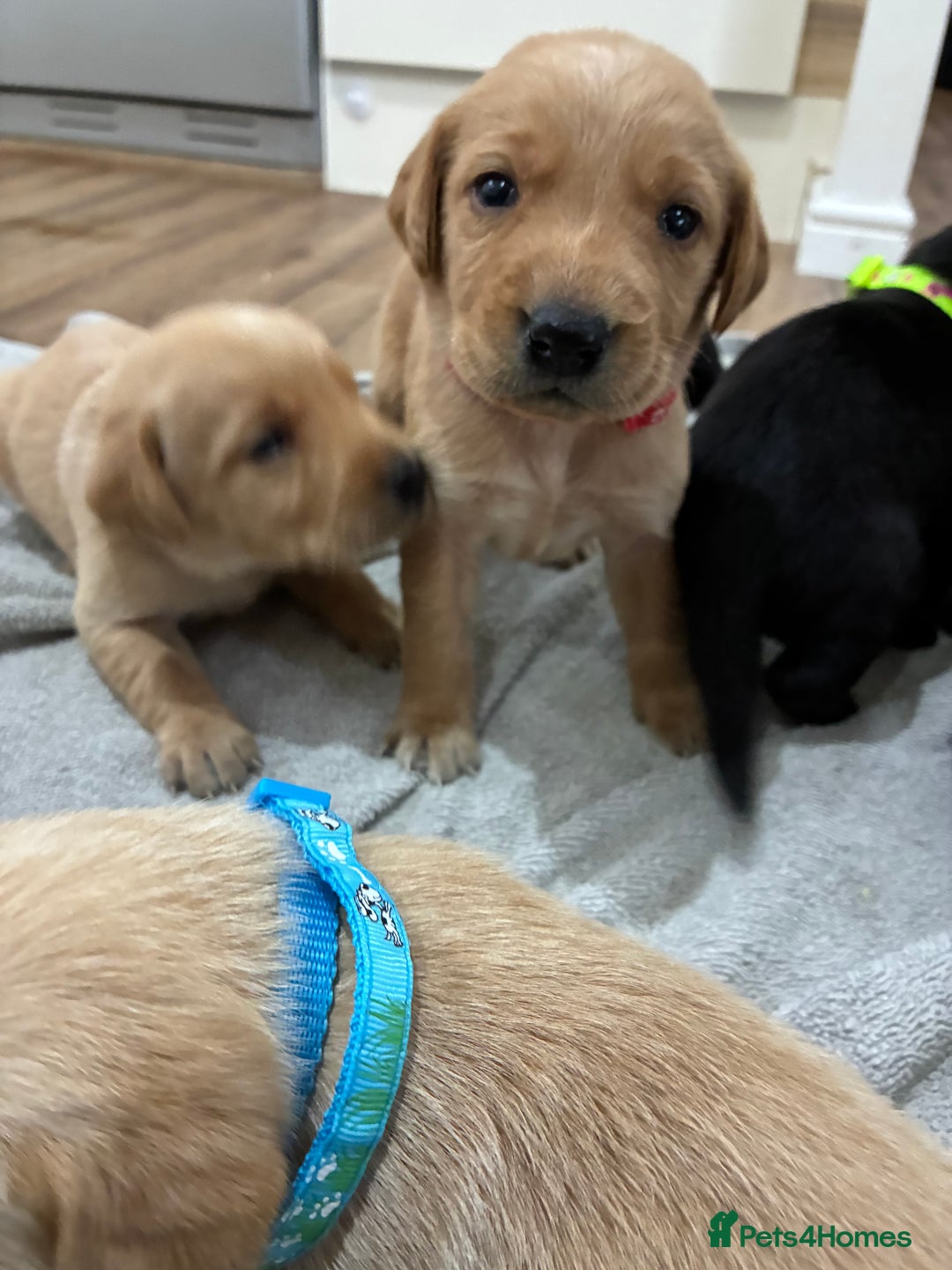 Labrador Retriever dogs for sale: 8 Labrador pups last black female available  - Image 9