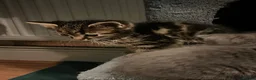 Domestic Shorthair cats for sale: Tabby kittens  - Advert 6