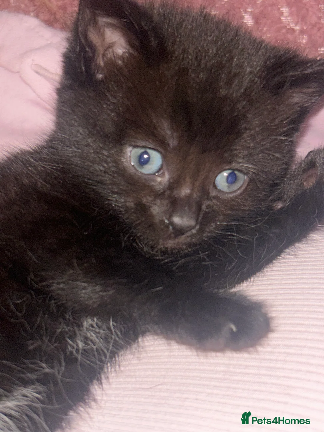Mixed Breed cats for sale: Gorgeous Kittens ready for there forever home  - Advert 2