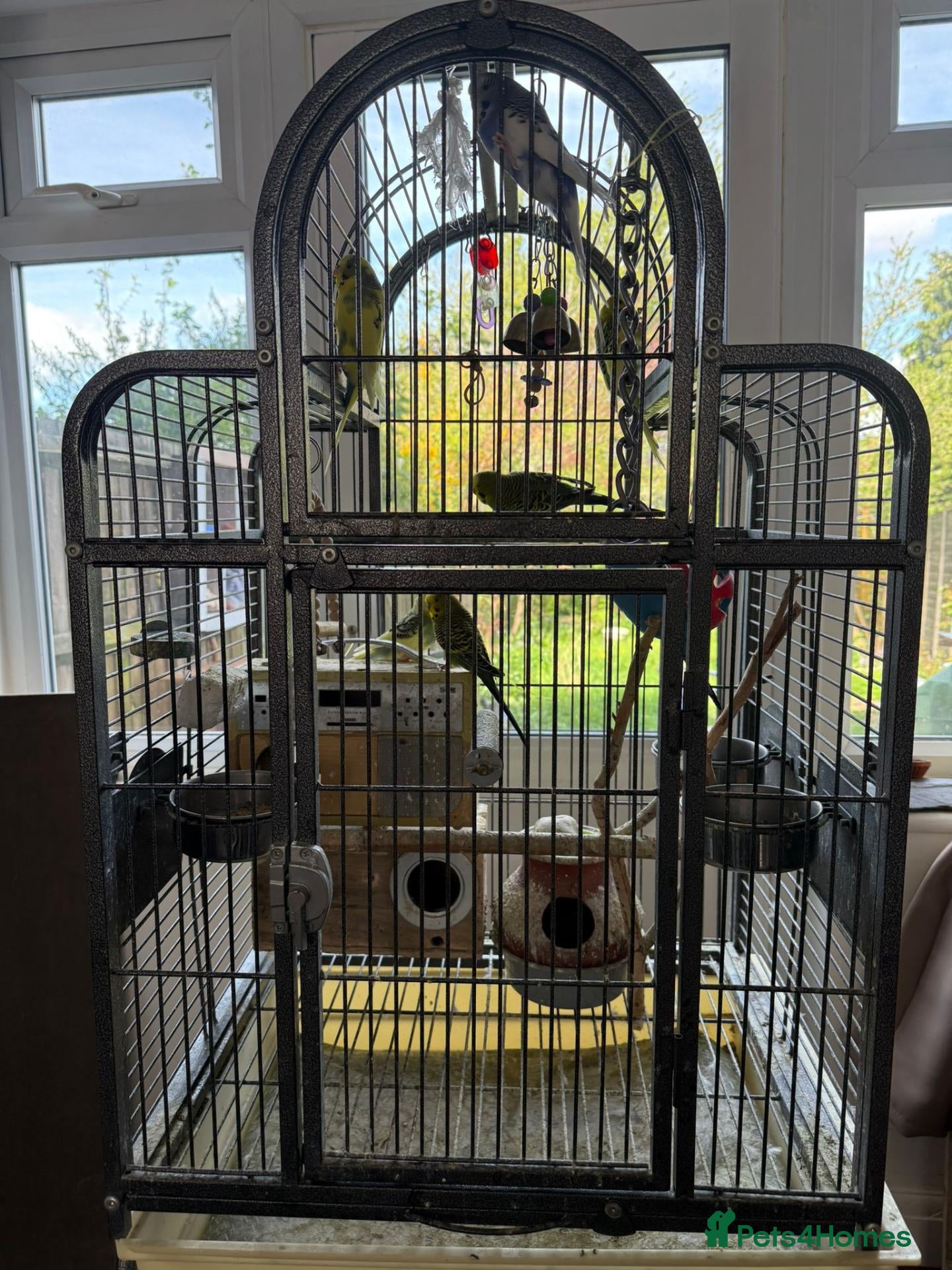 Budgerigars birds Budgies  - Advert 4
