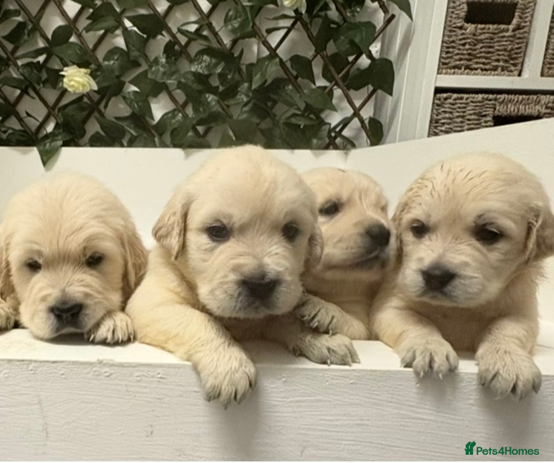 Golden Retriever dogs for sale: KC Golden Retriever Puppies for sale - Advert 8