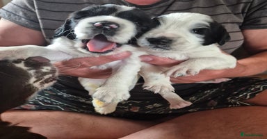 English Springer Spaniel dogs - Advert 2