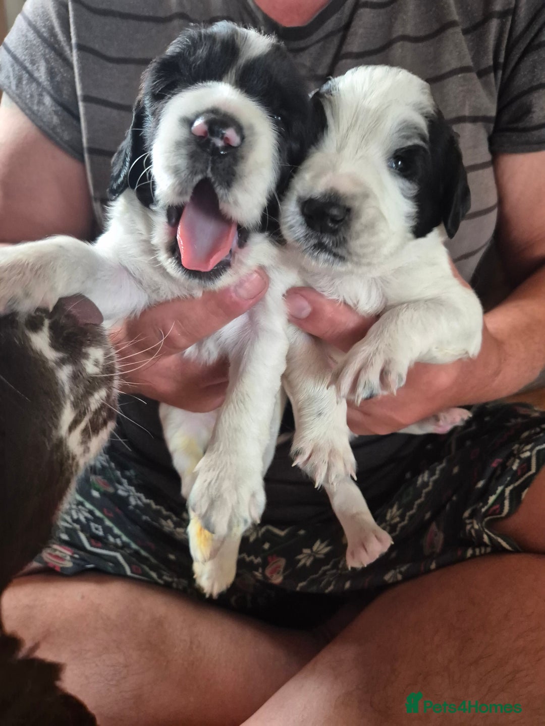 English Springer Spaniel dogs for sale: English springer spaniel puppies - Image 2