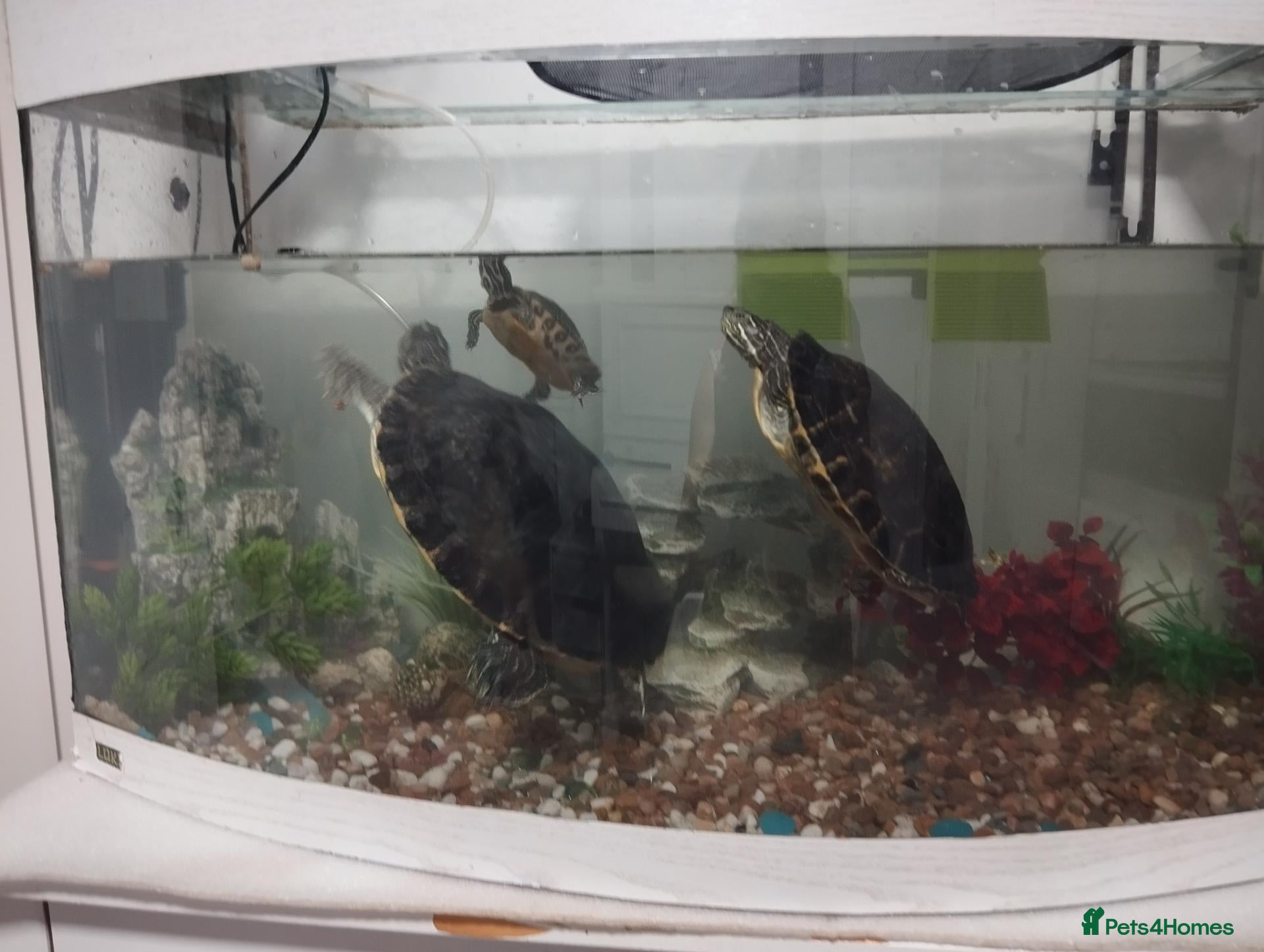 Turtle reptiles Yellow bellied slider water turtle - Advert 1