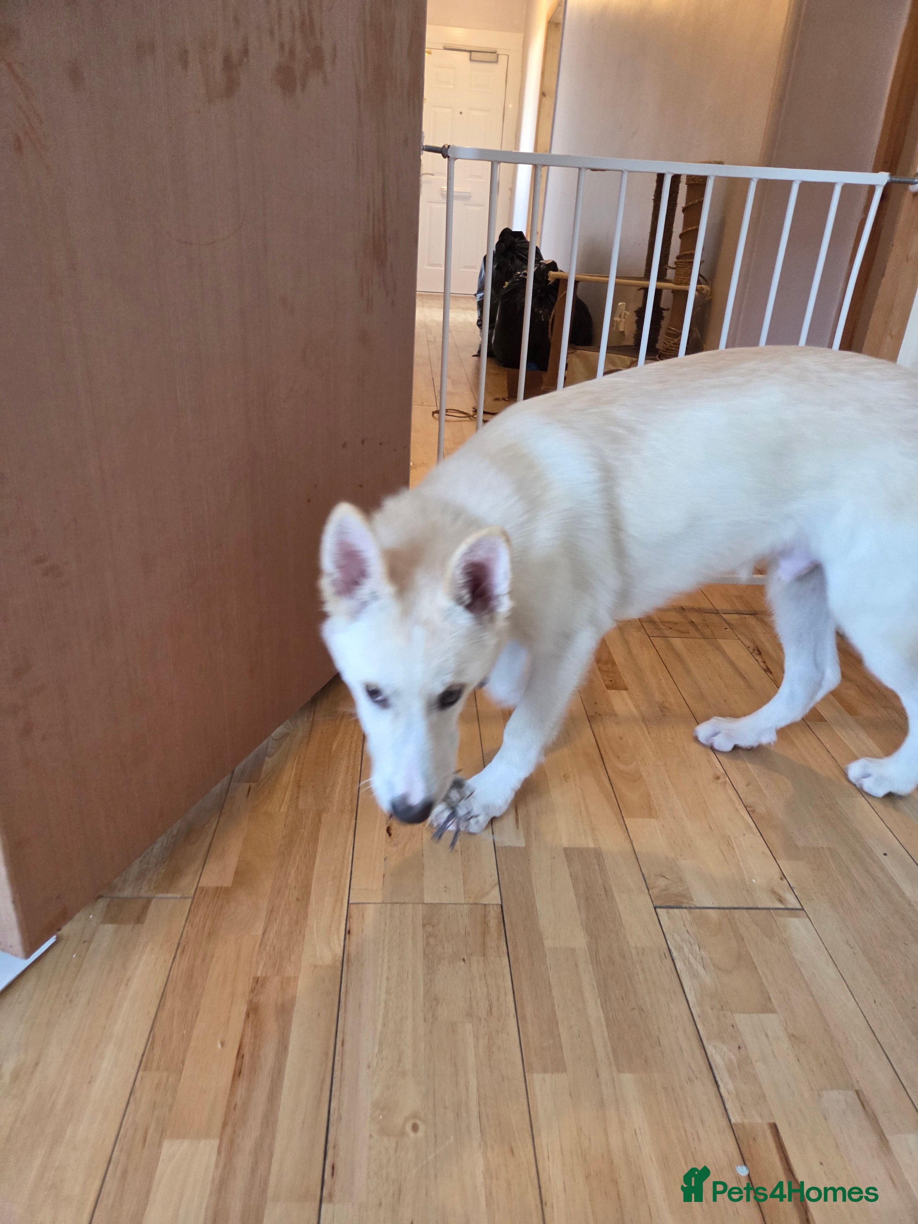 Shepsky dogs German Shepherd cross husky puppy  - Advert 1