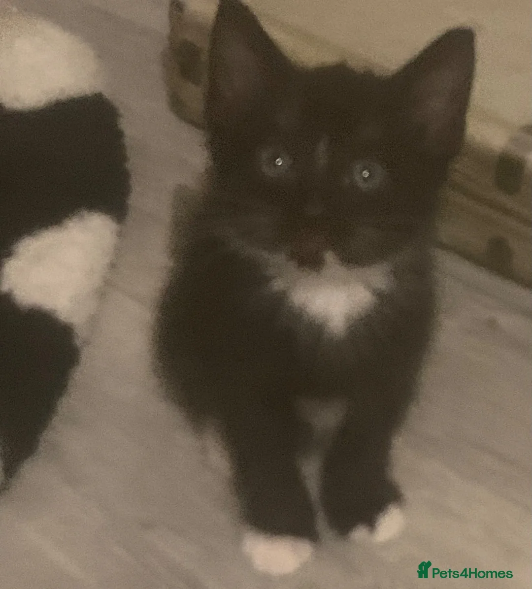 Mixed Breed cats for sale: Kittens for sale  in Rowley Regis - Advert 2